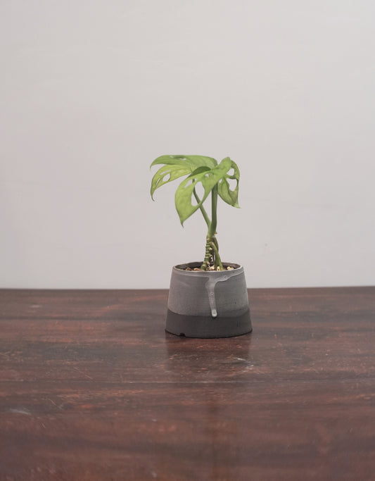 Ladder Pot Series with Monstera adansonii 仙洞龜背竹