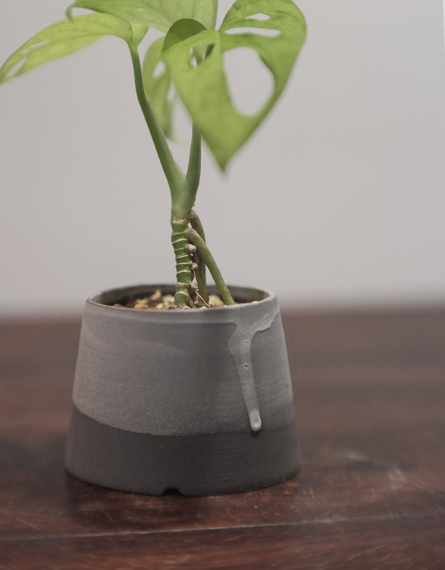 Ladder Pot Series with Monstera adansonii 仙洞龜背竹