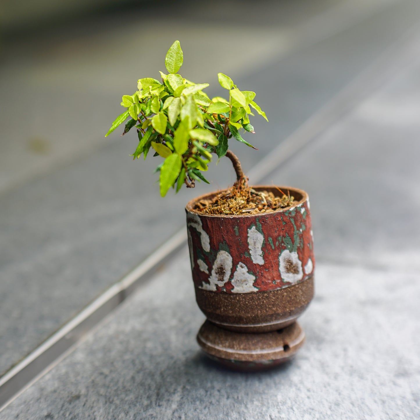 [ MANHO CHEUNG 張文豪 ] 雙層底座植木鉢 配 日本縮緬葛 チリメンカズラ Trachelospermum jasminoides-Forest Round Round