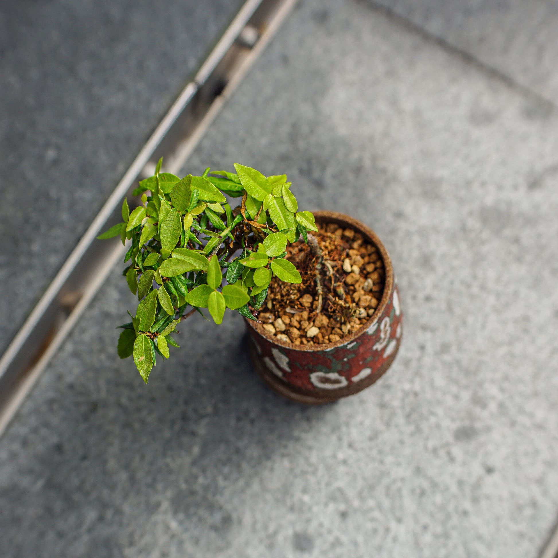 [ MANHO CHEUNG 張文豪 ] 雙層底座植木鉢 配 日本縮緬葛 チリメンカズラ Trachelospermum jasminoides-Forest Round Round