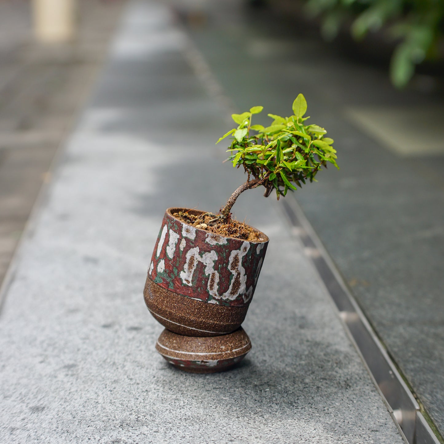 [ MANHO CHEUNG 張文豪 ] 雙層底座植木鉢 配 日本縮緬葛 チリメンカズラ Trachelospermum jasminoides-Forest Round Round