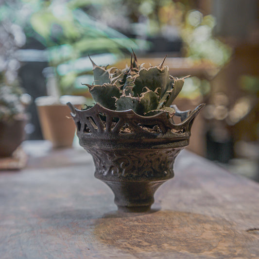 [ BEAVIS YEUNG 楊子敬 ] Maleficent 黑耀者 配 Agave titanota ‘Hakugei' (L) 白鯨 嚴龍-Forest Round Round