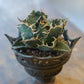 [ BEAVIS YEUNG 楊子敬 ] Maleficent 黑耀者 配 Agave titanota ‘Hakugei' (L) 白鯨 嚴龍-Forest Round Round
