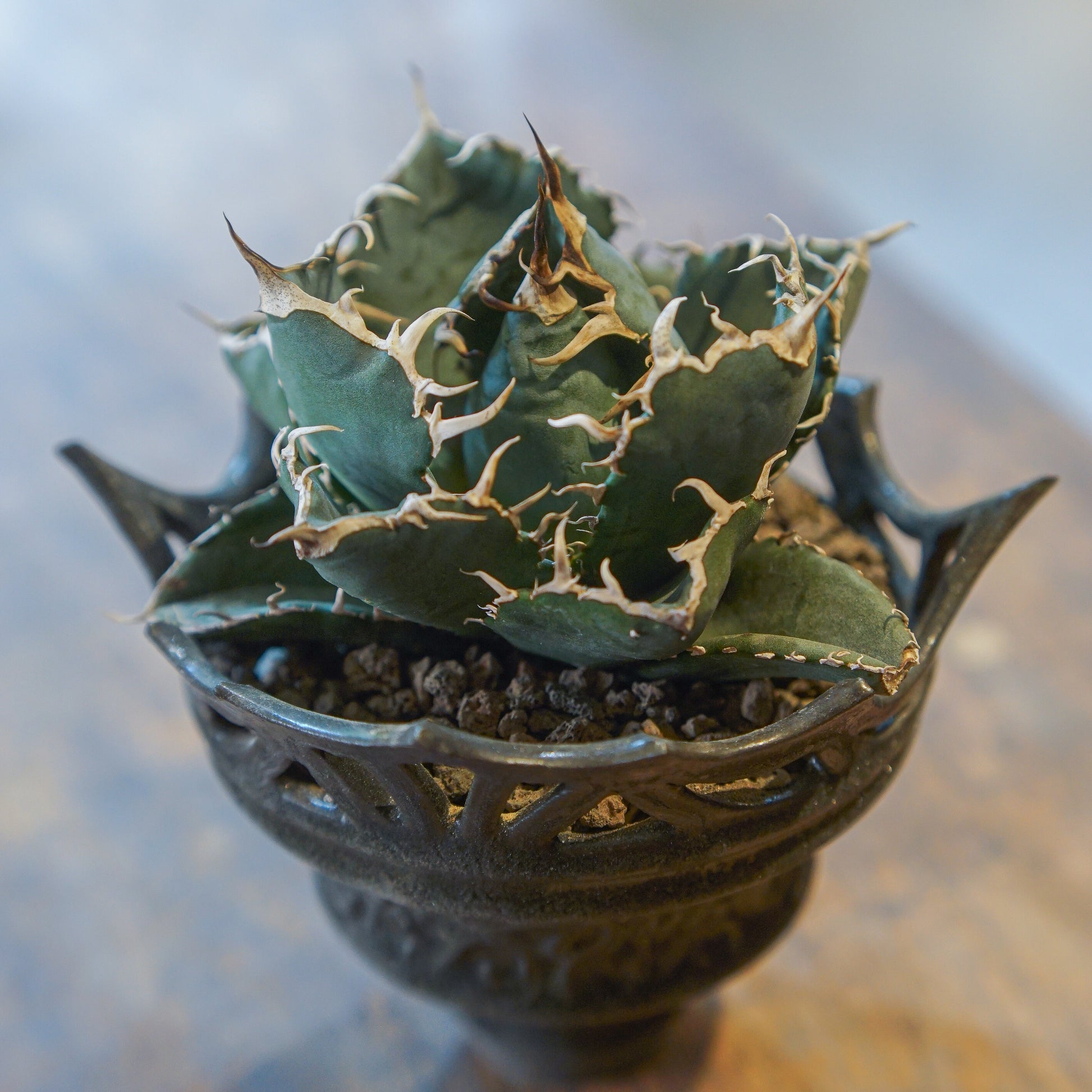 [ BEAVIS YEUNG 楊子敬 ] Maleficent 黑耀者 配 Agave titanota ‘Hakugei' (L) 白鯨 嚴龍-Forest Round Round