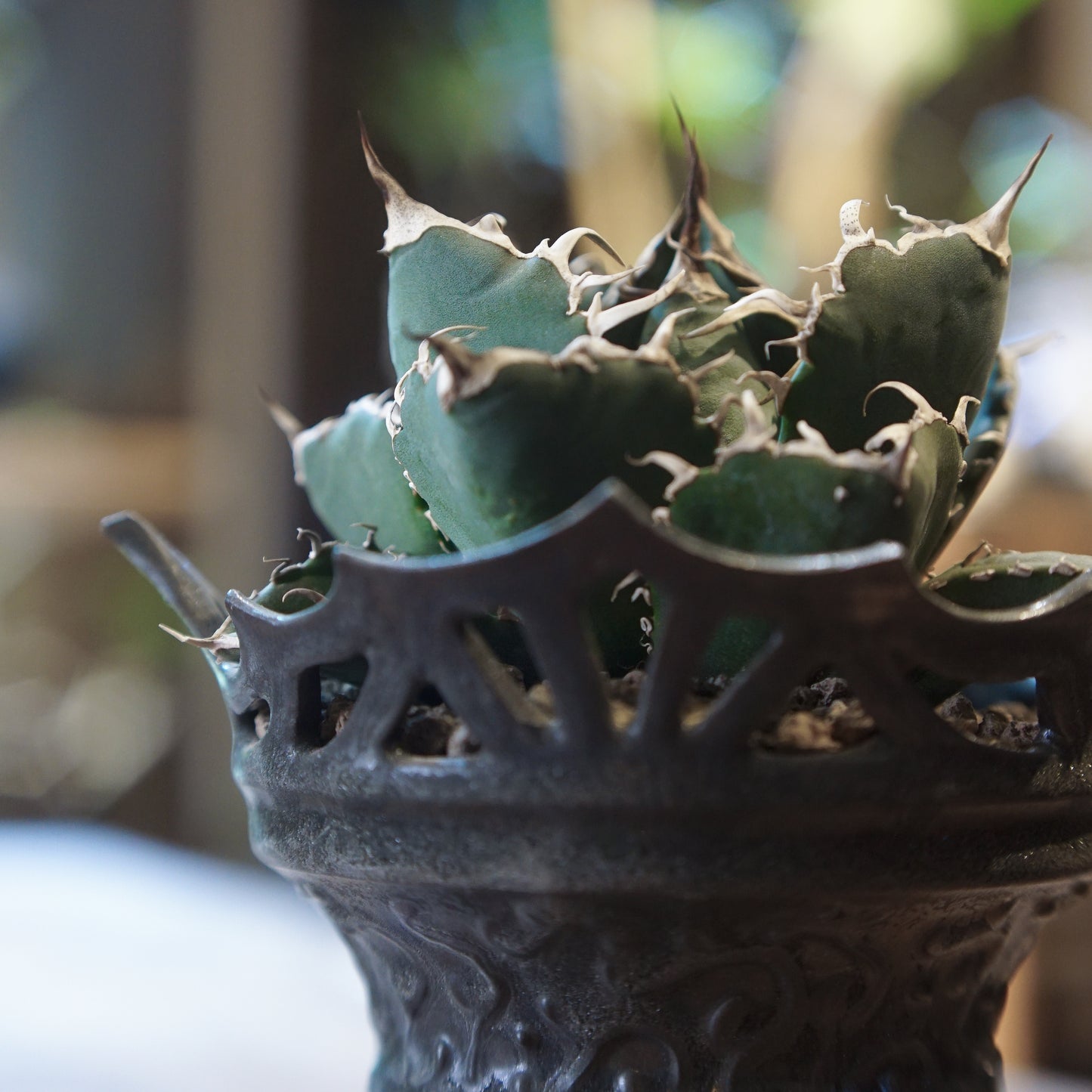 [ BEAVIS YEUNG 楊子敬 ] Maleficent 黑耀者 配 Agave titanota ‘Hakugei' (L) 白鯨 嚴龍-Forest Round Round