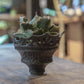 [ BEAVIS YEUNG 楊子敬 ] Maleficent 黑耀者 配 Agave titanota ‘Hakugei' (L) 白鯨 嚴龍-Forest Round Round