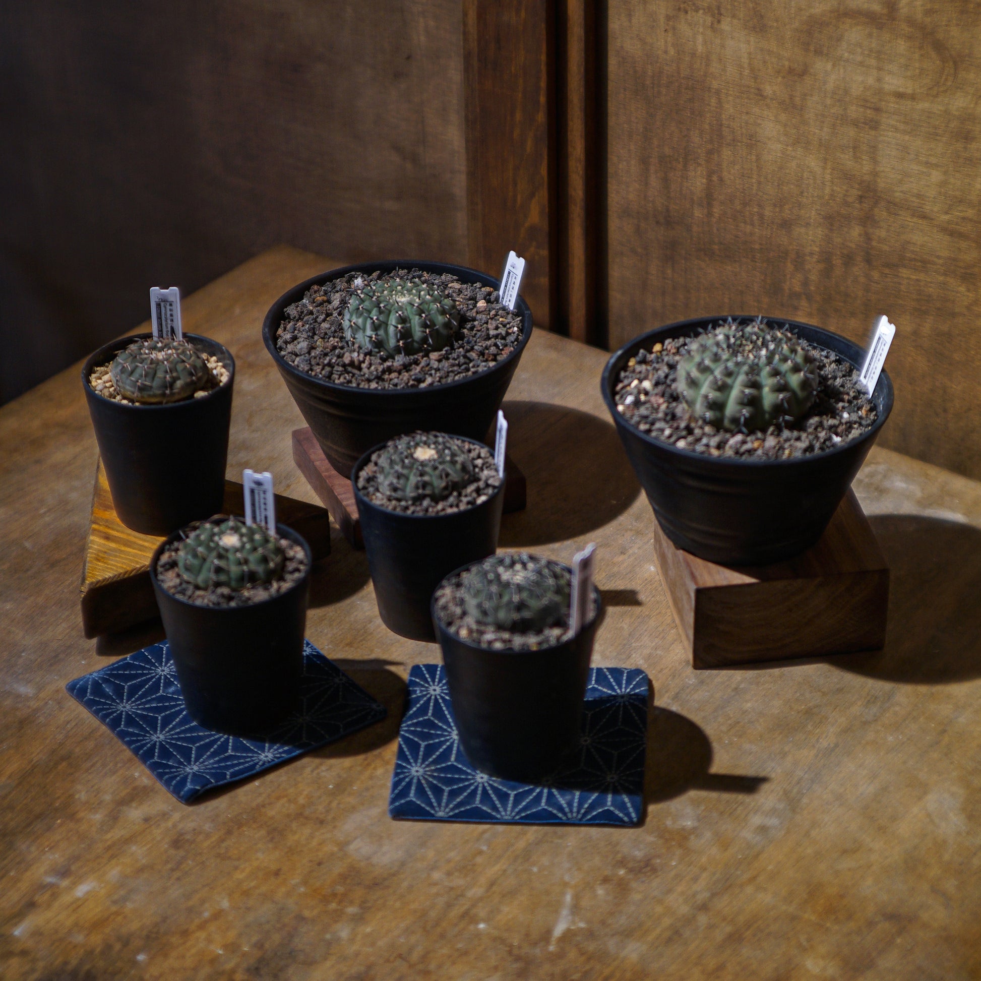 Gymnocalycium Bodebenderianum 黑刺鳳頭-Forest Round Round