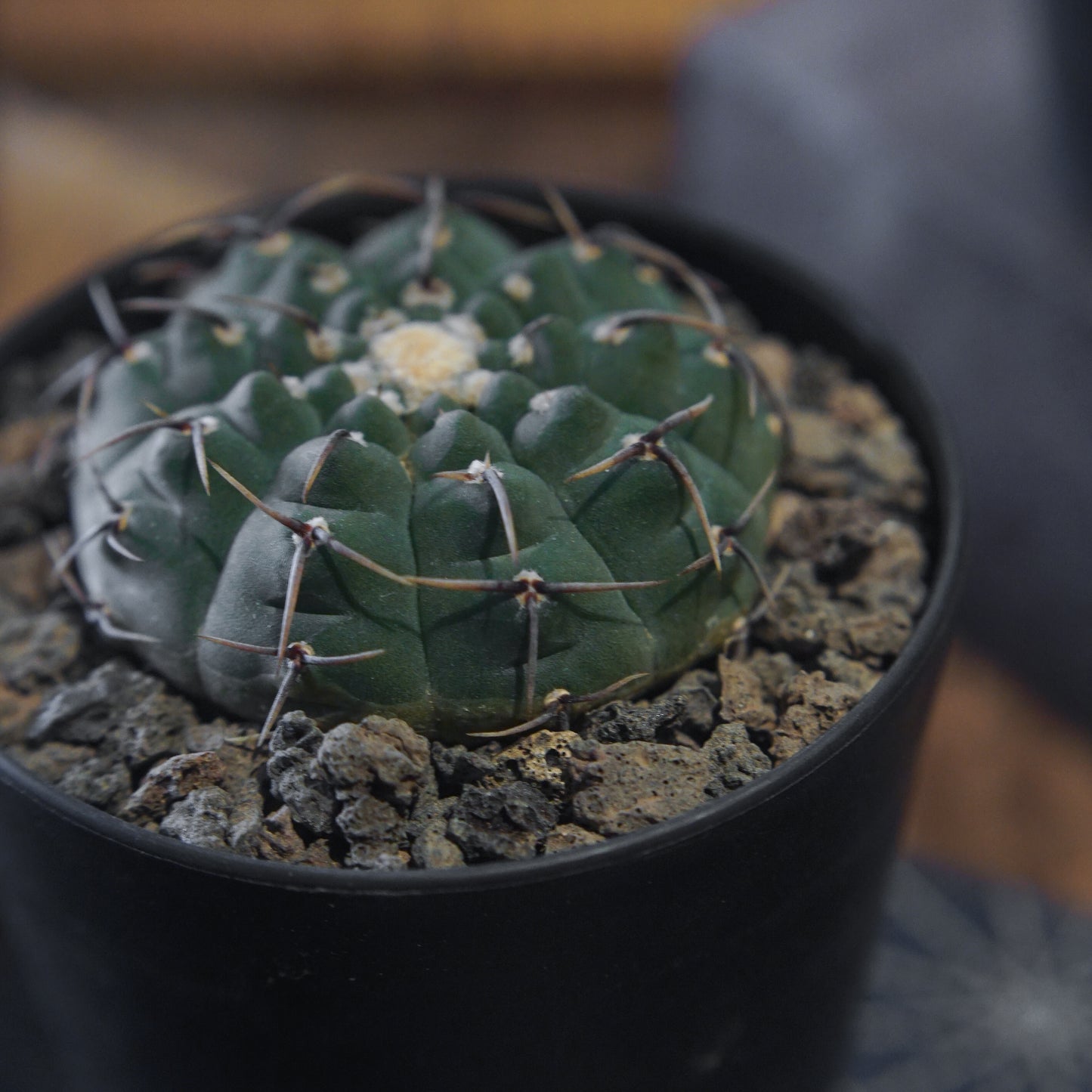 Gymnocalycium Bodebenderianum 黑刺鳳頭-Forest Round Round