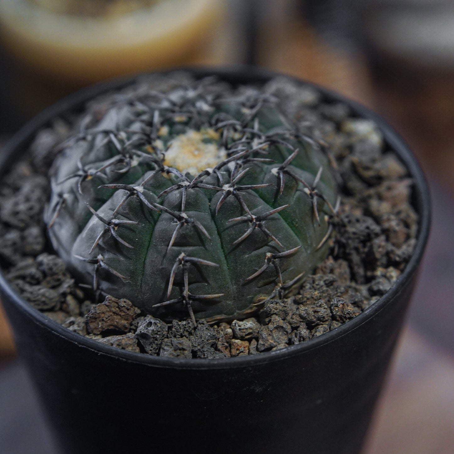 Gymnocalycium Bodebenderianum 黑刺鳳頭-Forest Round Round