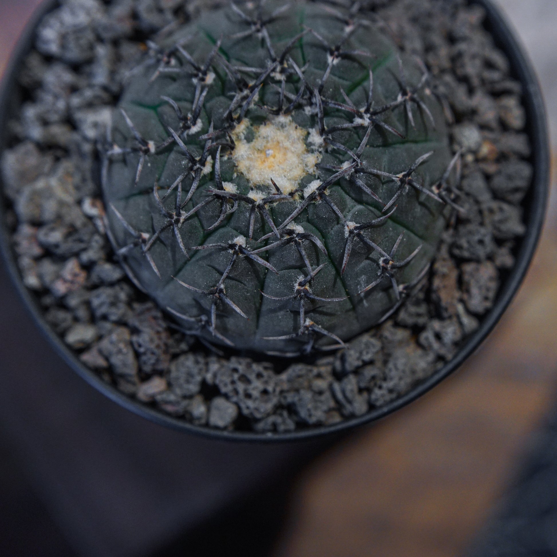 Gymnocalycium Bodebenderianum 黑刺鳳頭-Forest Round Round