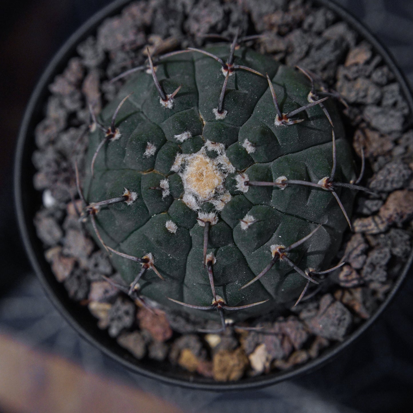 Gymnocalycium Bodebenderianum 黑刺鳳頭-Forest Round Round