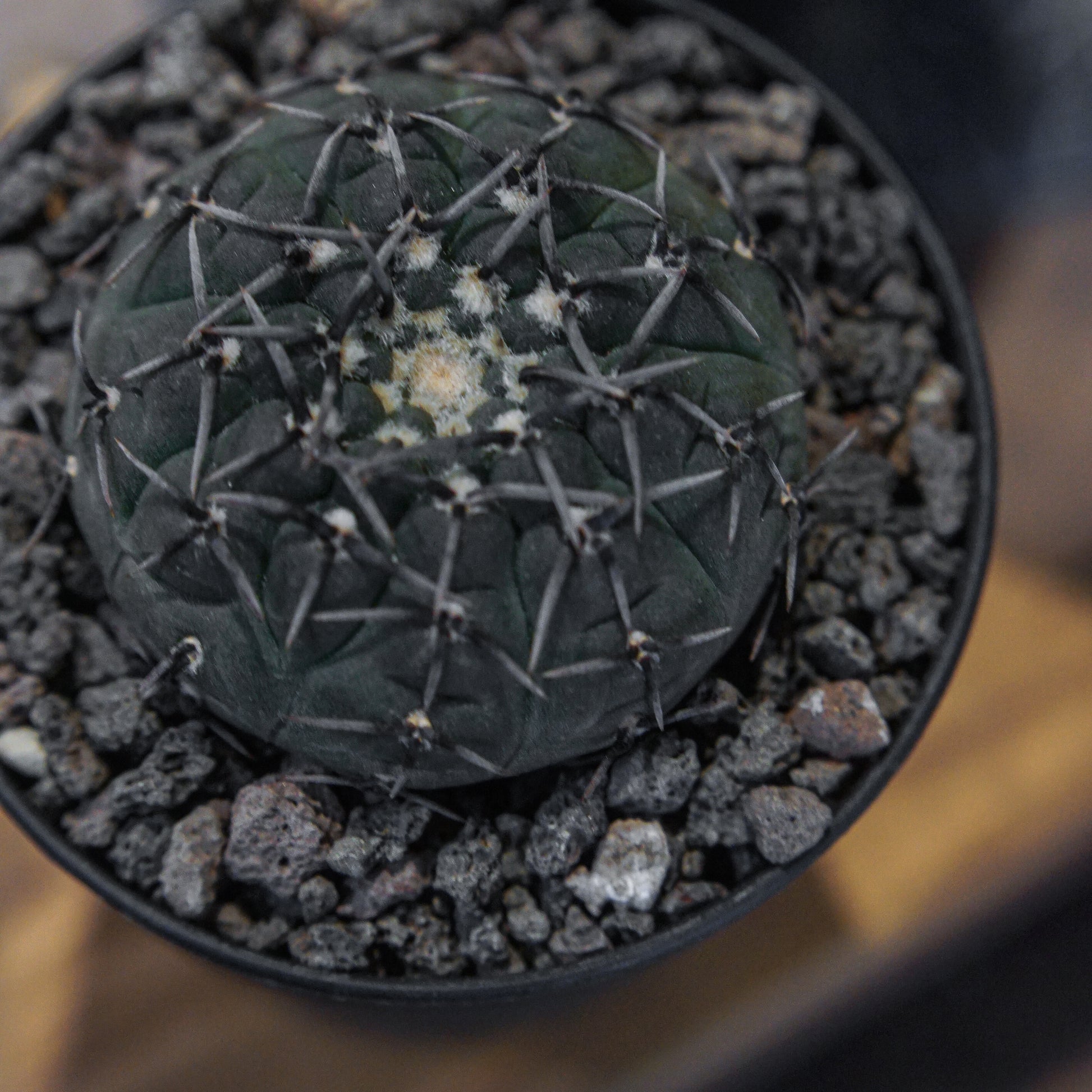 Gymnocalycium Bodebenderianum 黑刺鳳頭-Forest Round Round