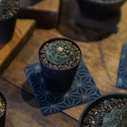 Gymnocalycium Bodebenderianum 黑刺鳳頭-Forest Round Round