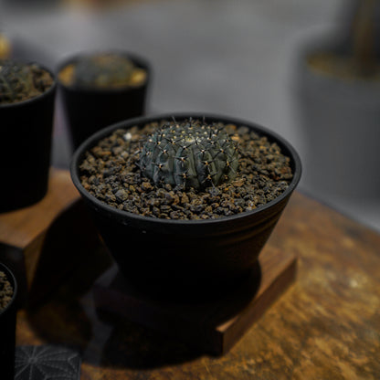 Gymnocalycium Bodebenderianum 黑刺鳳頭-Forest Round Round