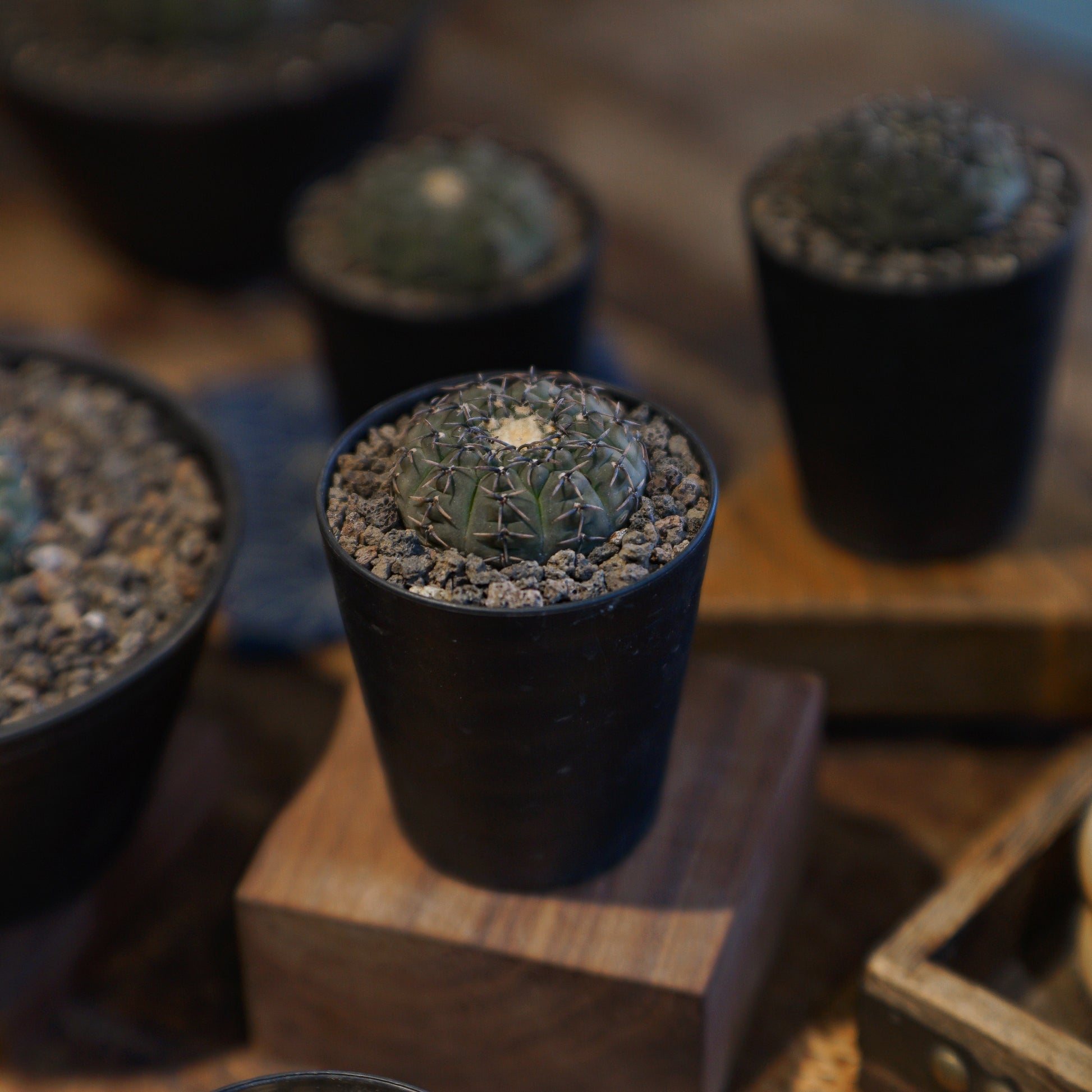 Gymnocalycium Bodebenderianum 黑刺鳳頭-Forest Round Round