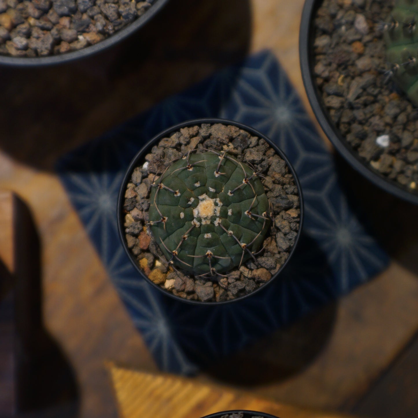 Gymnocalycium Bodebenderianum 黑刺鳳頭-Forest Round Round