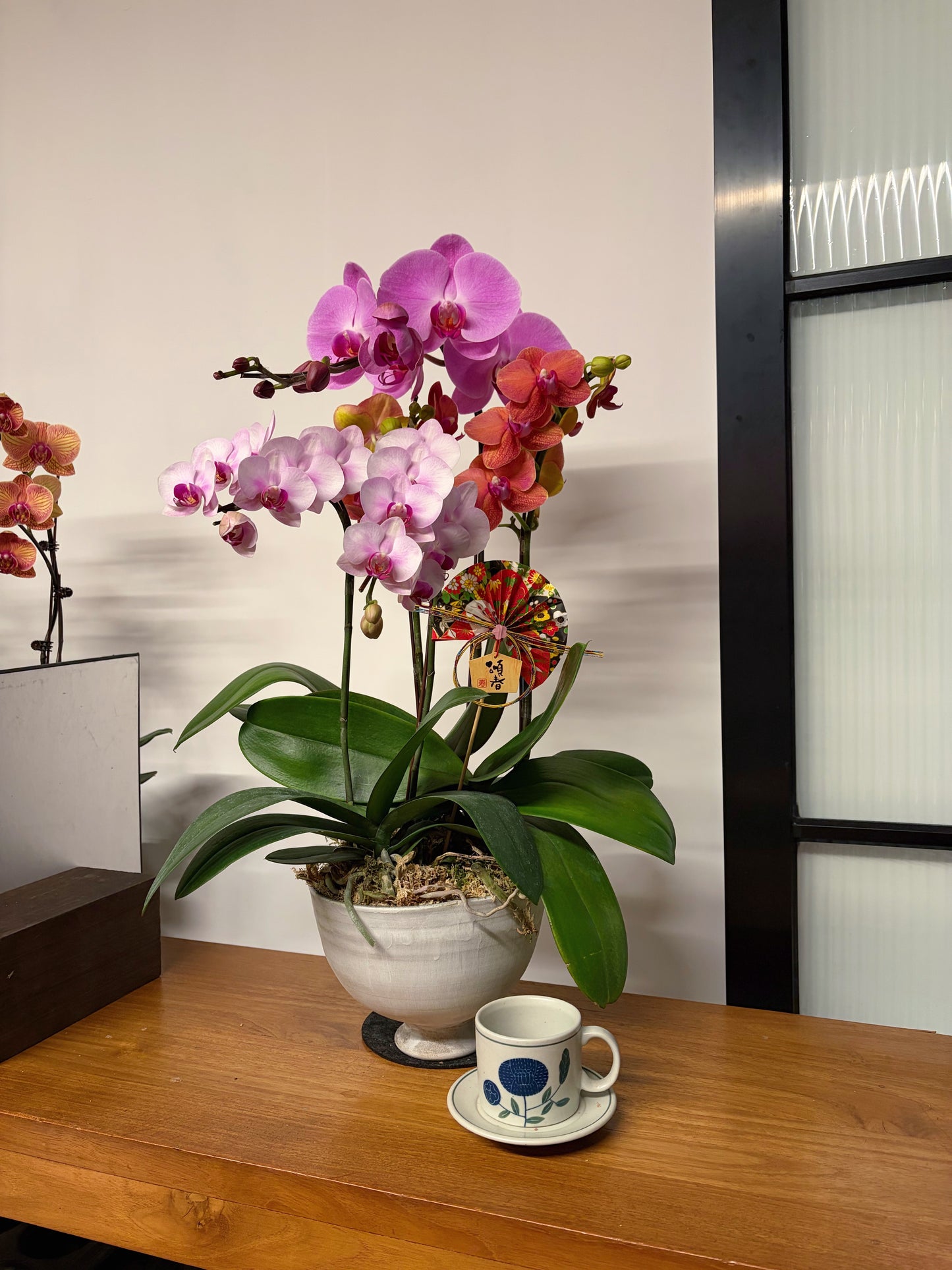 #cny26109  |  台灣 蝴蝶蘭  - 女圓嘢獨創 拼色蝴蝶蘭 組合