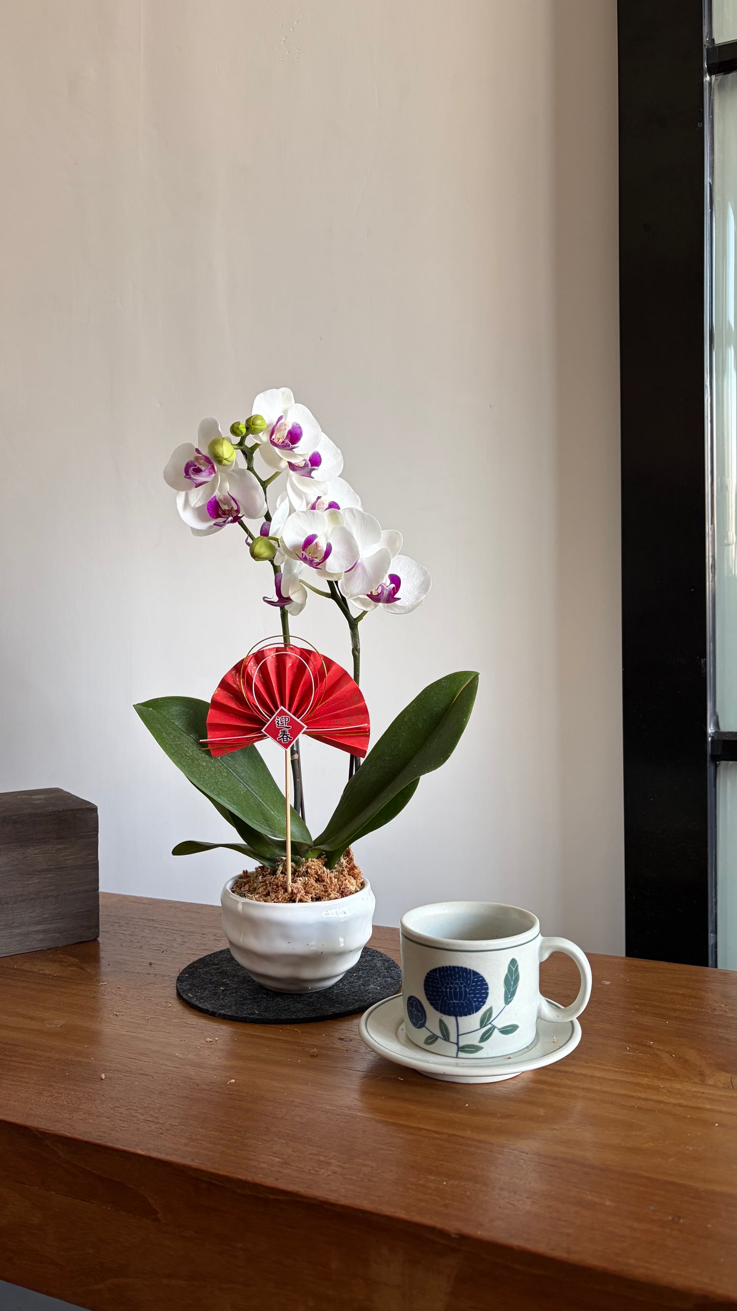 #cny26102 |  台灣蝴蝶蘭 - 圓嘢 〔 Cup Size 碗蘭 〕 白花紅心 迷你蝴蝶蘭 x 日本製陶盆