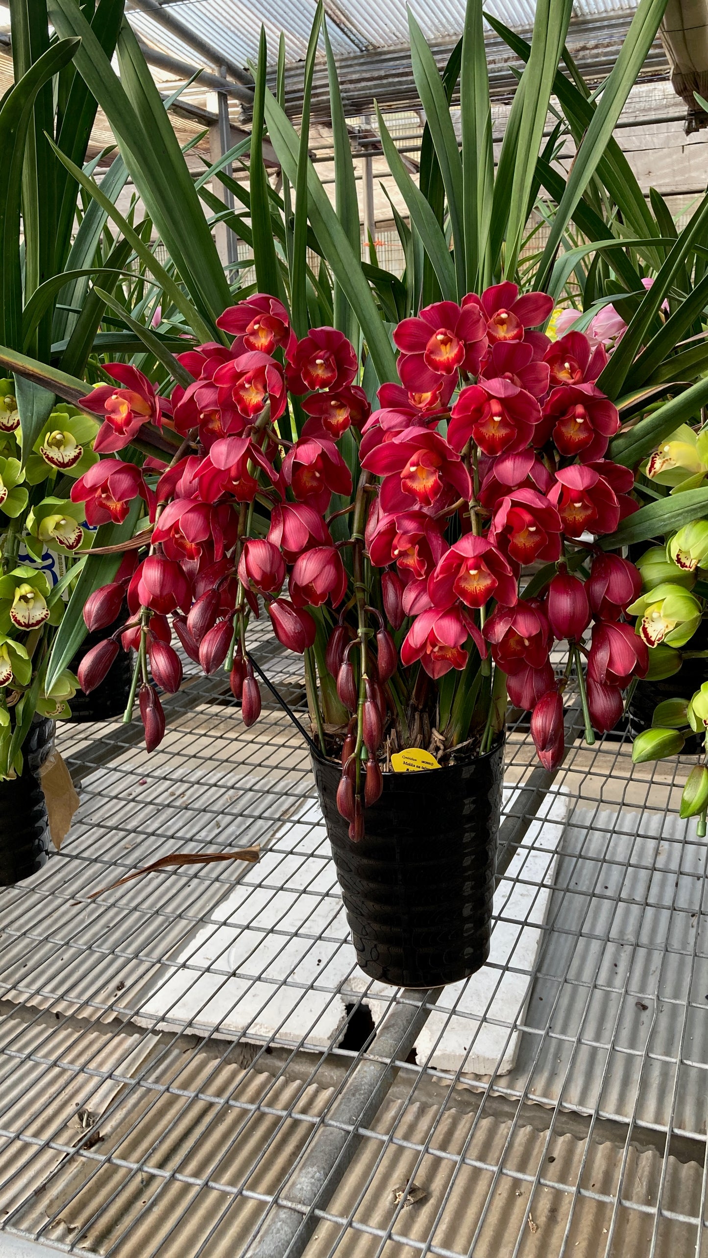 [日本直送 ]  <預訂> Japanese Orchid 日本大花蕙蘭