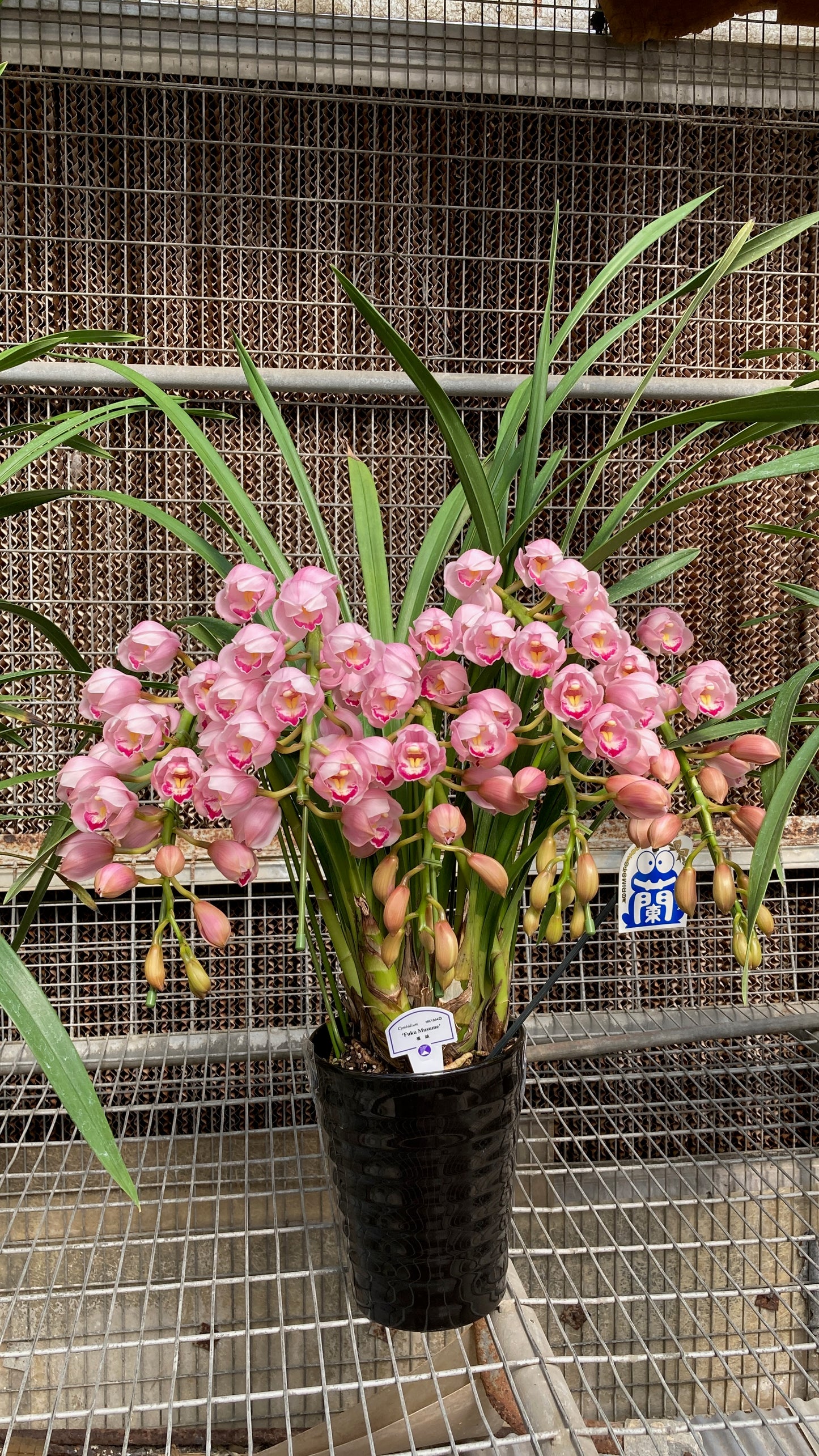 [日本直送 ]  <預訂> Japanese Orchid 日本大花蕙蘭