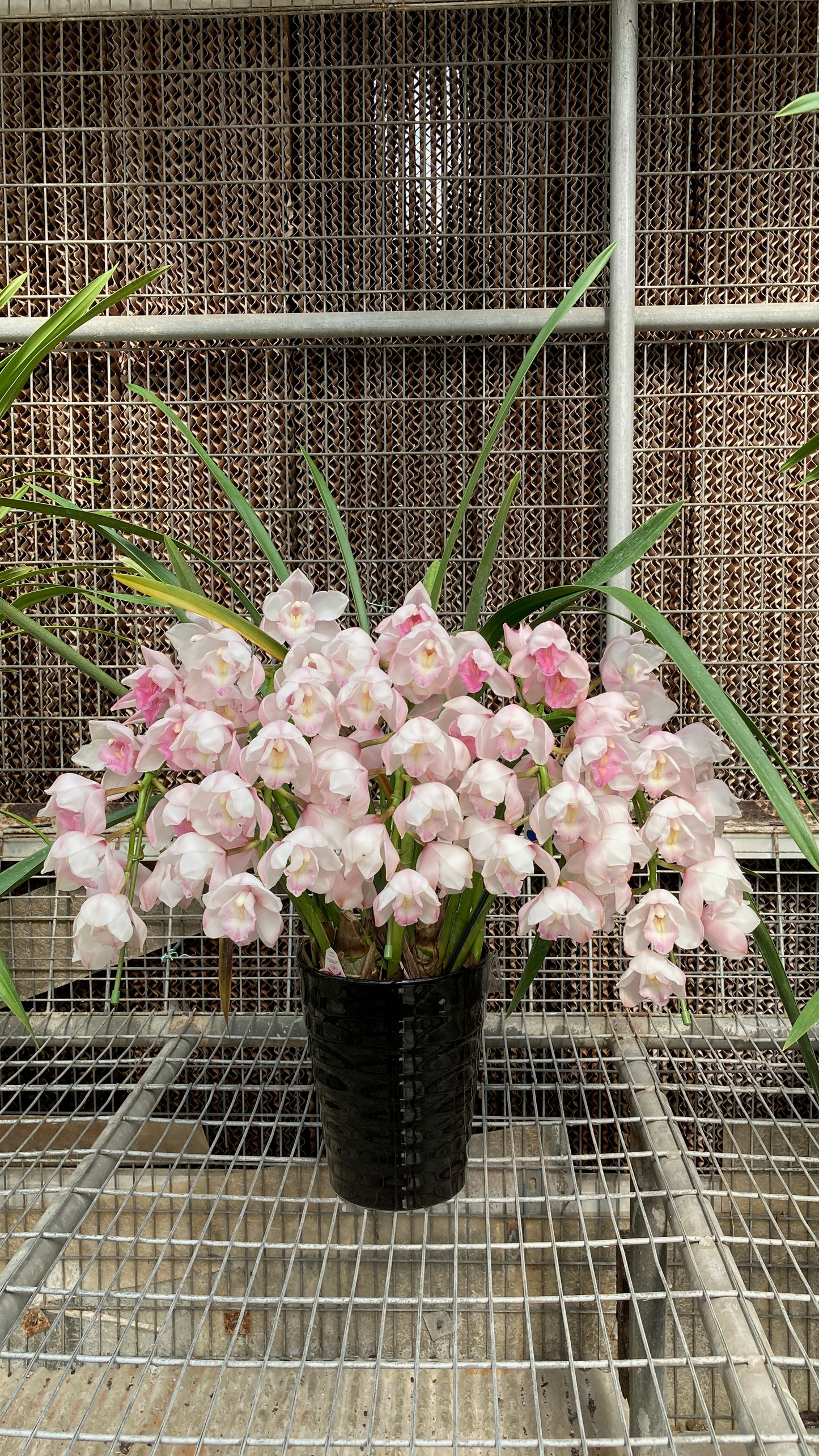 [日本直送 ]  <預訂> Japanese Orchid 日本大花蕙蘭