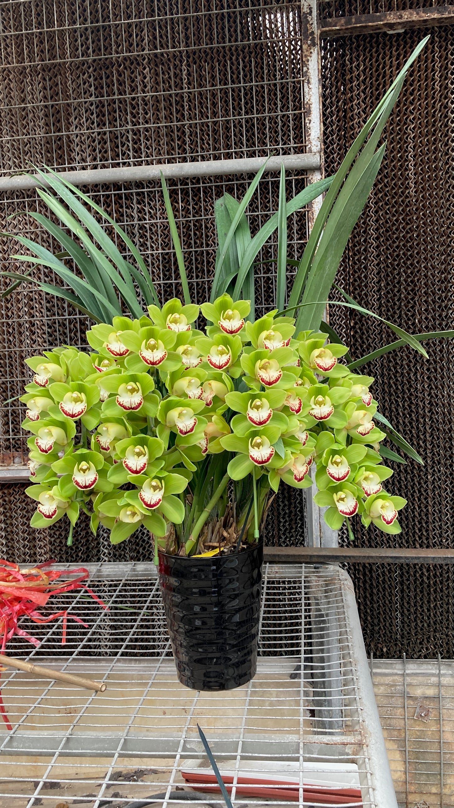 [日本直送 ]  <預訂> Japanese Orchid 日本大花蕙蘭