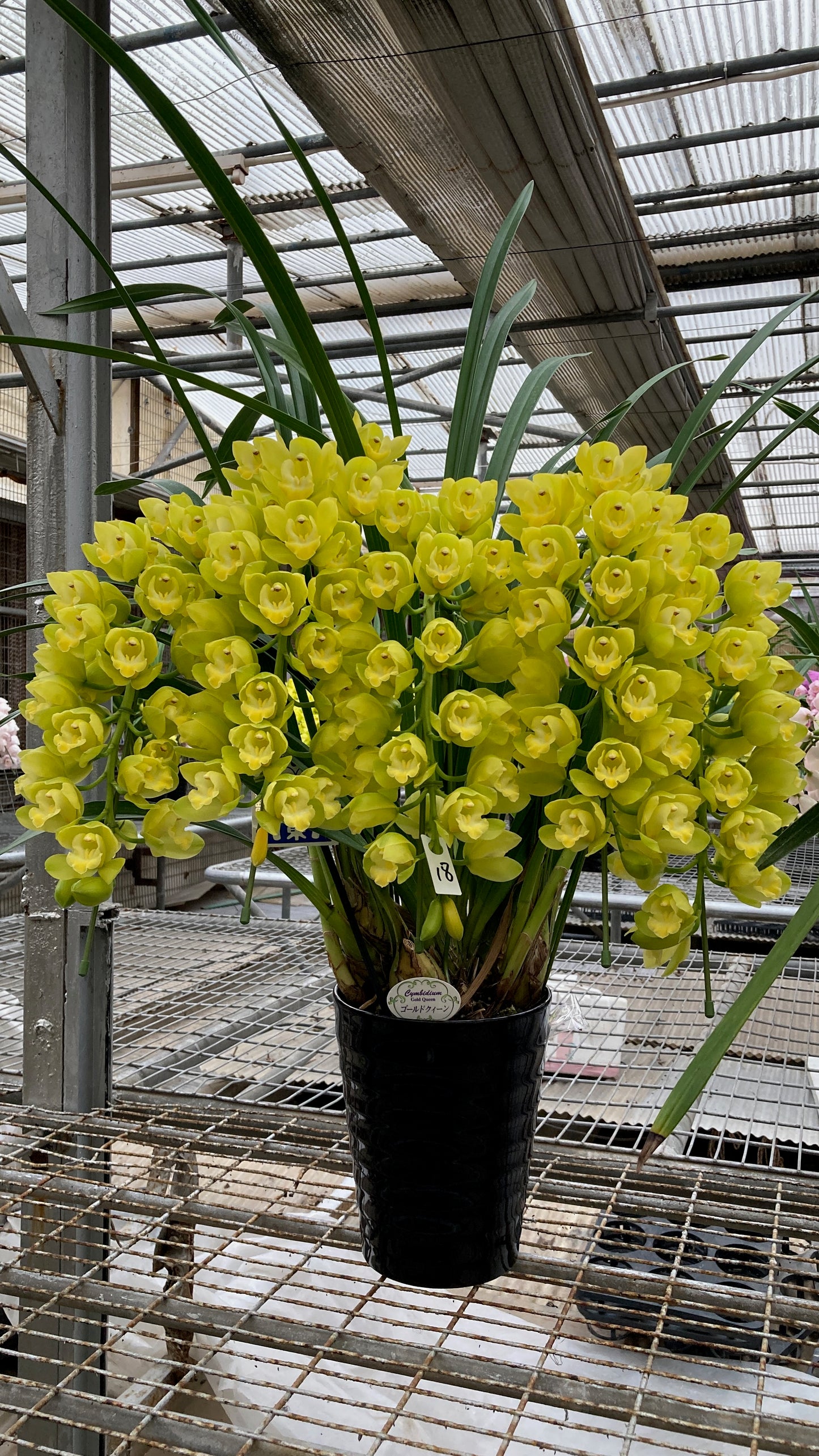 [日本直送 ]  <預訂> Japanese Orchid 日本大花蕙蘭