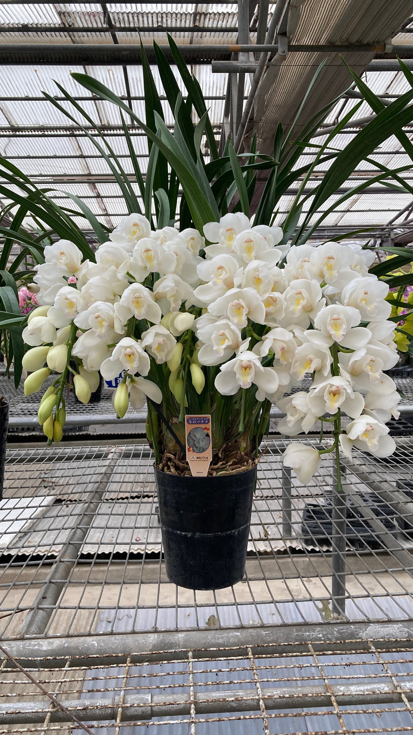 [日本直送 ]  <預訂> Japanese Orchid 日本大花蕙蘭