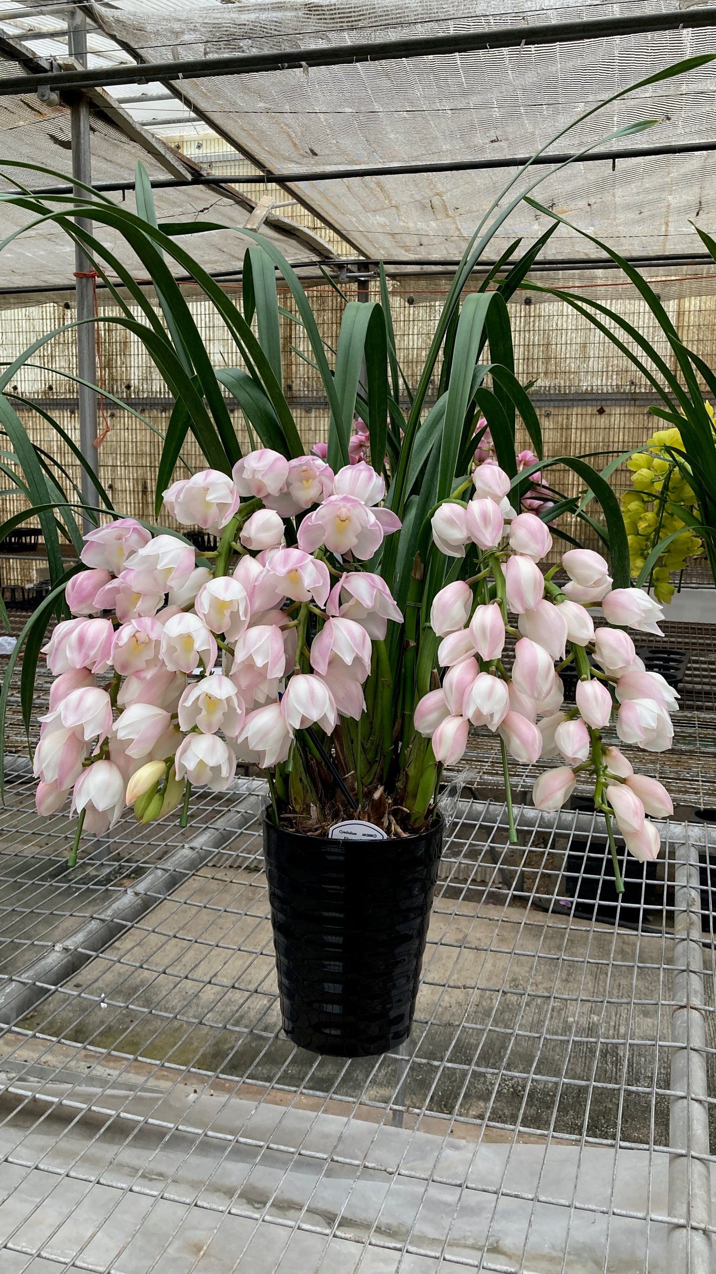 [日本直送 ]  <預訂> Japanese Orchid 日本大花蕙蘭