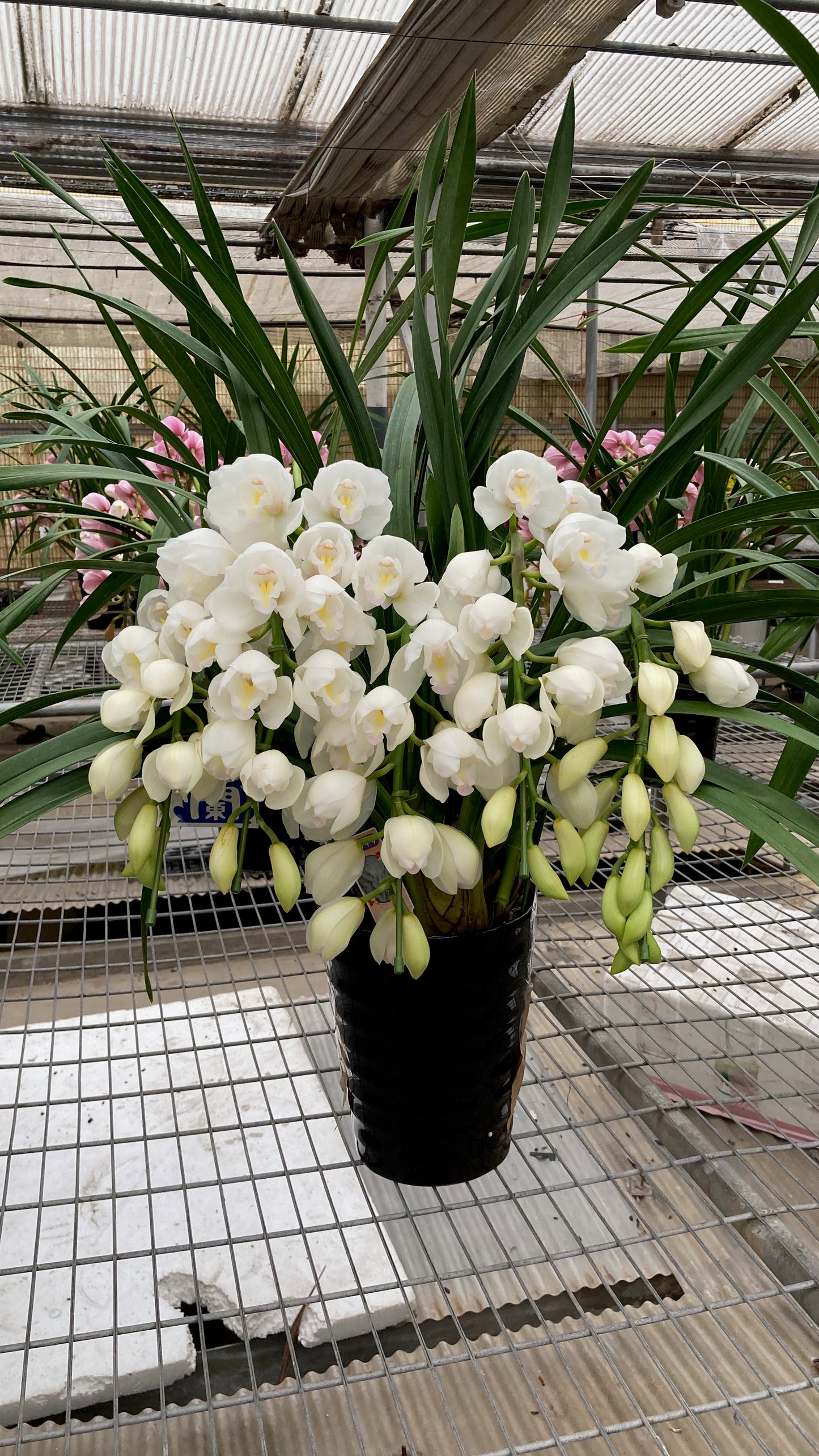 [日本直送 ]  <預訂> Japanese Orchid 日本大花蕙蘭