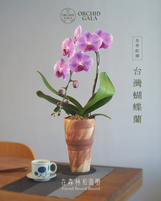 #cny2613  |  台灣蝴蝶蘭  -   圓嘢 Signature Curve 薄紅梅·うすこうばい x 陶藝家 IVAN YUNG
