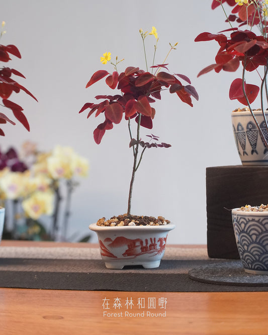 小紅楓酢漿草 Oxalis hedysaroides ’Rubra‘  | 絲絨紅色的好運 - 05 日本製 赤絵 / 絵柄 植木鉢  [ 現貨 ]