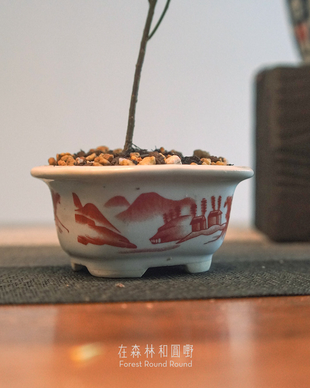 小紅楓酢漿草 Oxalis hedysaroides ’Rubra‘  | 絲絨紅色的好運 - 05 日本製 赤絵 / 絵柄 植木鉢  [ 現貨 ]