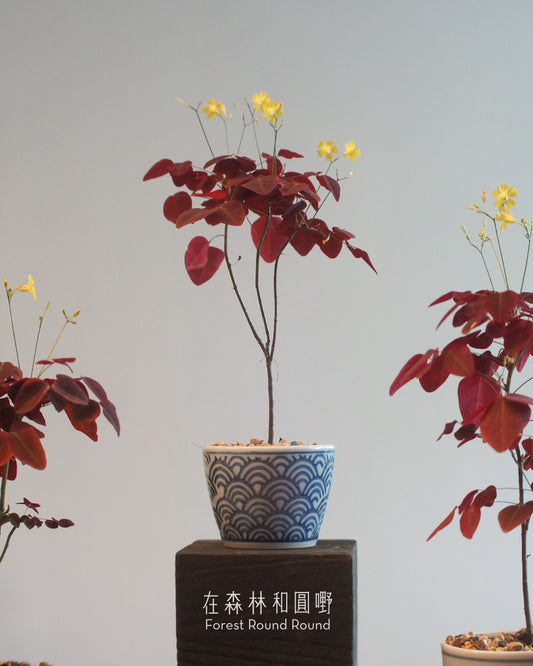 小紅楓酢漿草 Oxalis hedysaroides ’Rubra‘  | 絲絨紅色的好運 - 01, 日本製 赤絵 / 絵柄 植木鉢  [ 現貨 ]