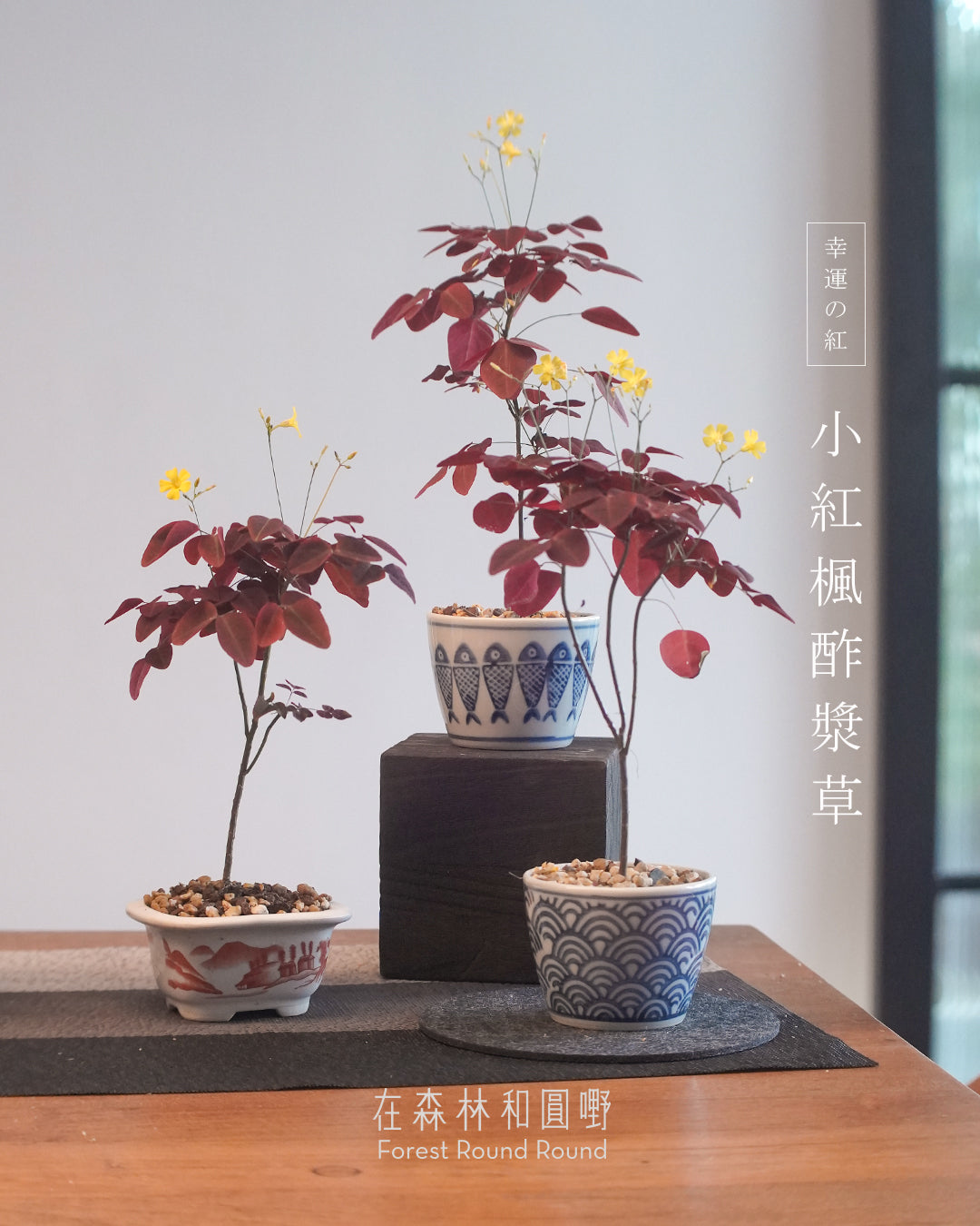 小紅楓酢漿草 Oxalis hedysaroides ’Rubra‘  | 絲絨紅色的好運 - 05 日本製 赤絵 / 絵柄 植木鉢  [ 現貨 ]