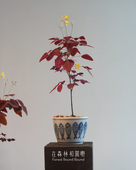 小紅楓酢漿草 Oxalis hedysaroides ’Rubra‘  | 絲絨紅色的好運 - 02 日本製 赤絵 / 絵柄 植木鉢  [ 現貨 ]