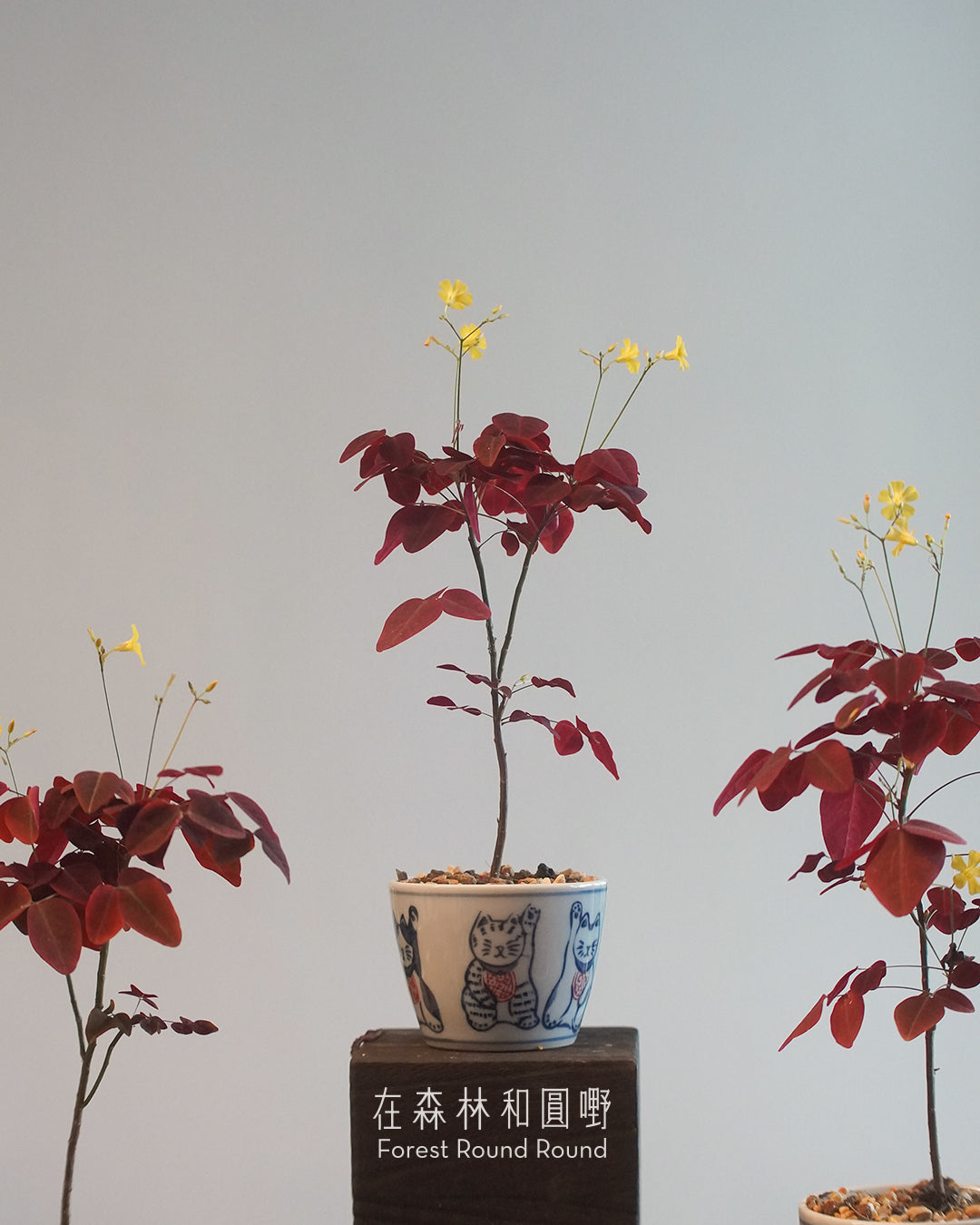 小紅楓酢漿草 Oxalis hedysaroides ’Rubra‘  | 絲絨紅色的好運 - 04 日本製 赤絵 / 絵柄 植木鉢  [ 現貨 ]