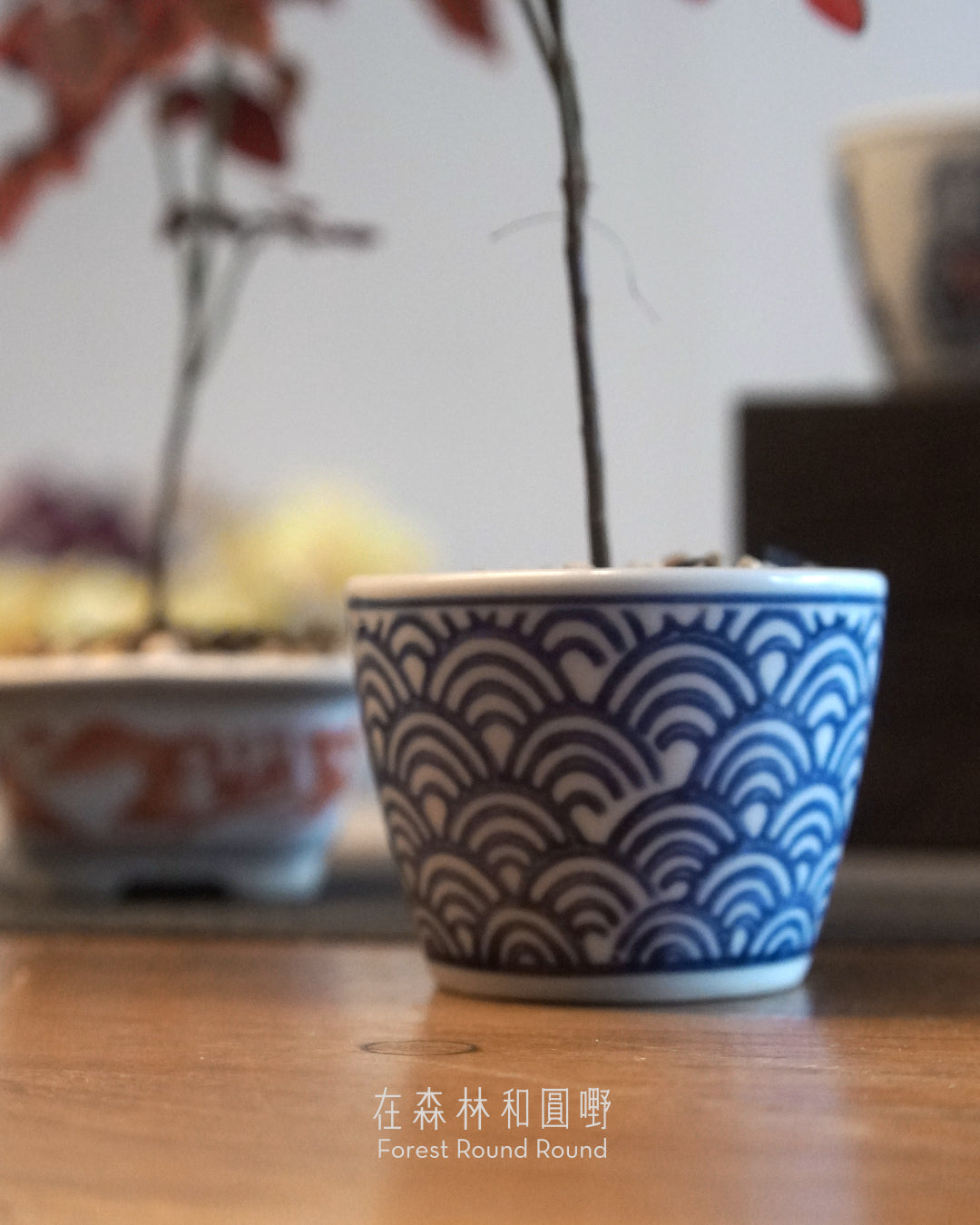 小紅楓酢漿草 Oxalis hedysaroides ’Rubra‘  | 絲絨紅色的好運 - 01, 日本製 赤絵 / 絵柄 植木鉢  [ 現貨 ]