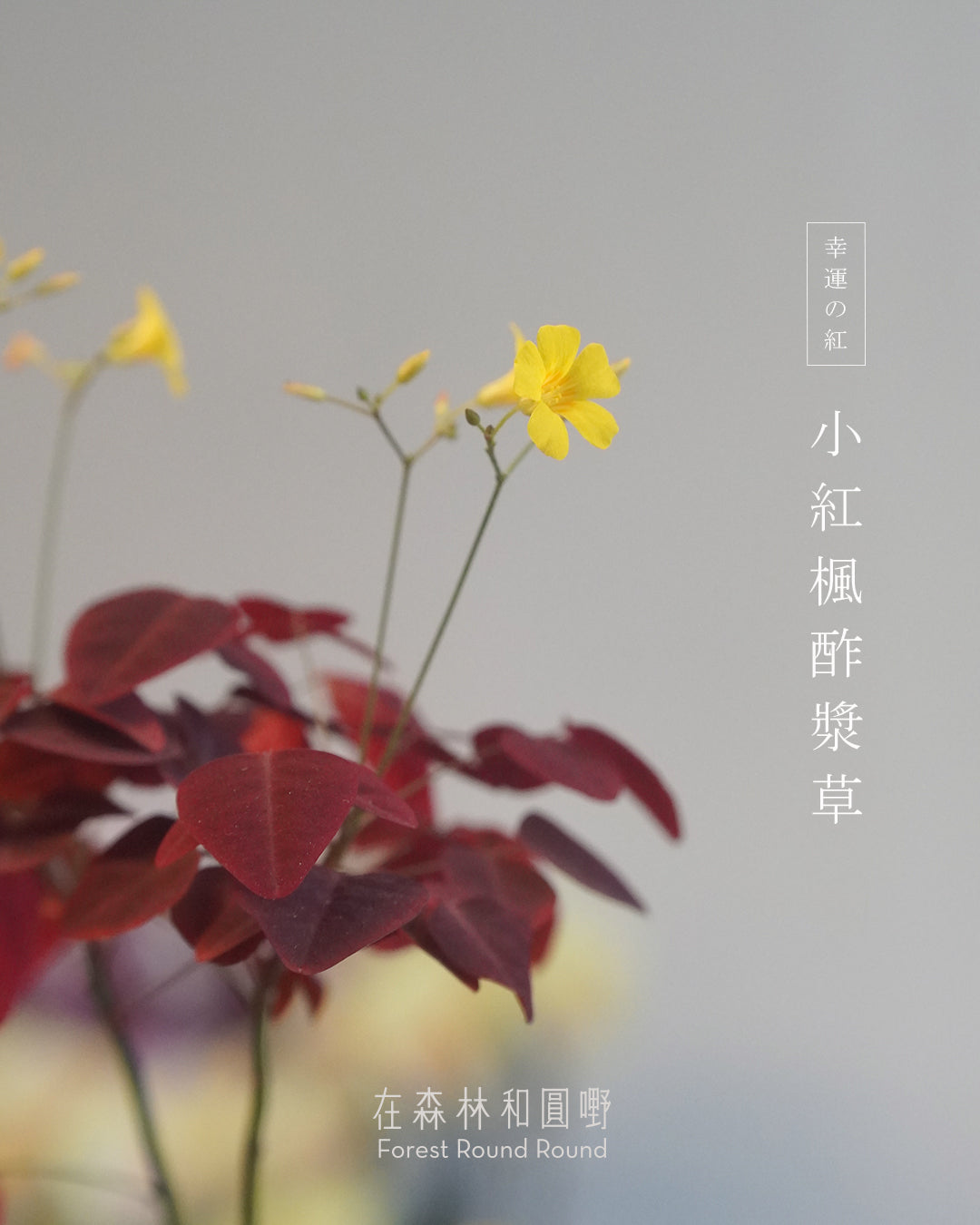 小紅楓酢漿草 Oxalis hedysaroides ’Rubra‘  | 絲絨紅色的好運 - 05 日本製 赤絵 / 絵柄 植木鉢  [ 現貨 ]