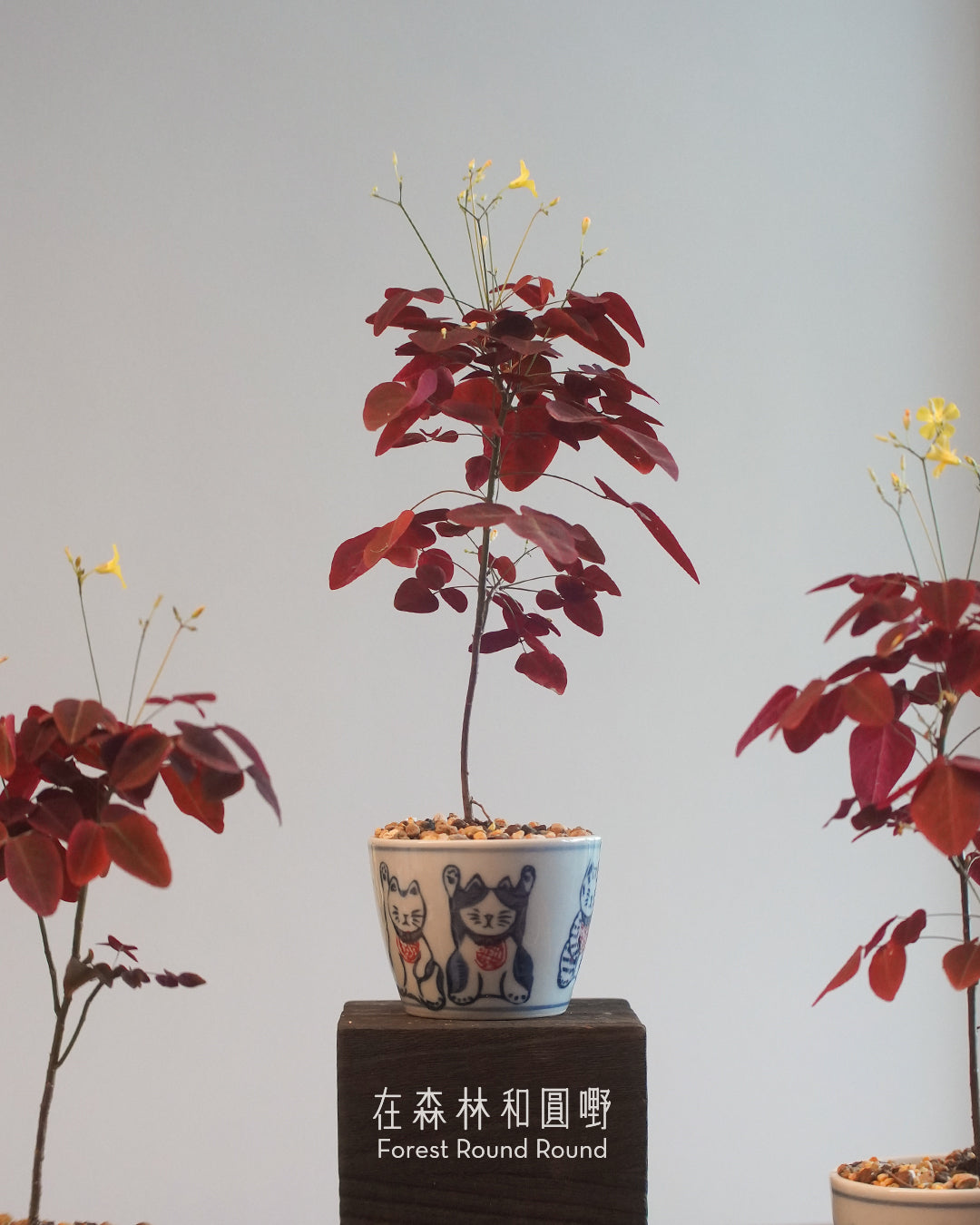 小紅楓酢漿草 Oxalis hedysaroides ’Rubra‘  | 絲絨紅色的好運 - 03 日本製 赤絵 / 絵柄 植木鉢  [ 現貨 ]