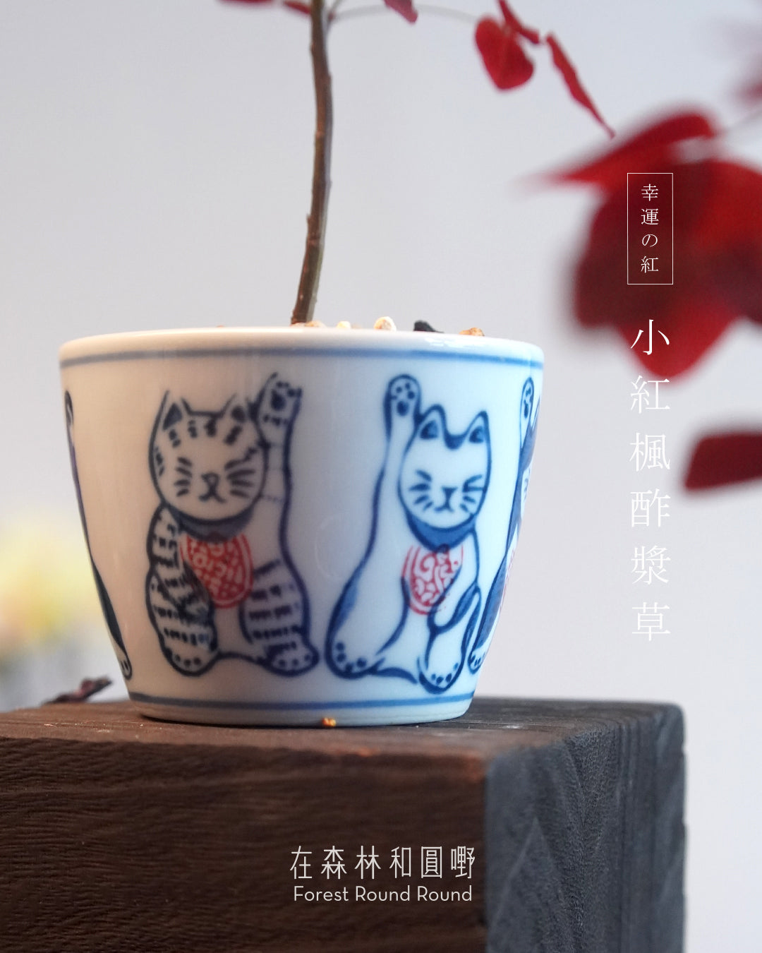 小紅楓酢漿草 Oxalis hedysaroides ’Rubra‘  | 絲絨紅色的好運 - 04 日本製 赤絵 / 絵柄 植木鉢  [ 現貨 ]