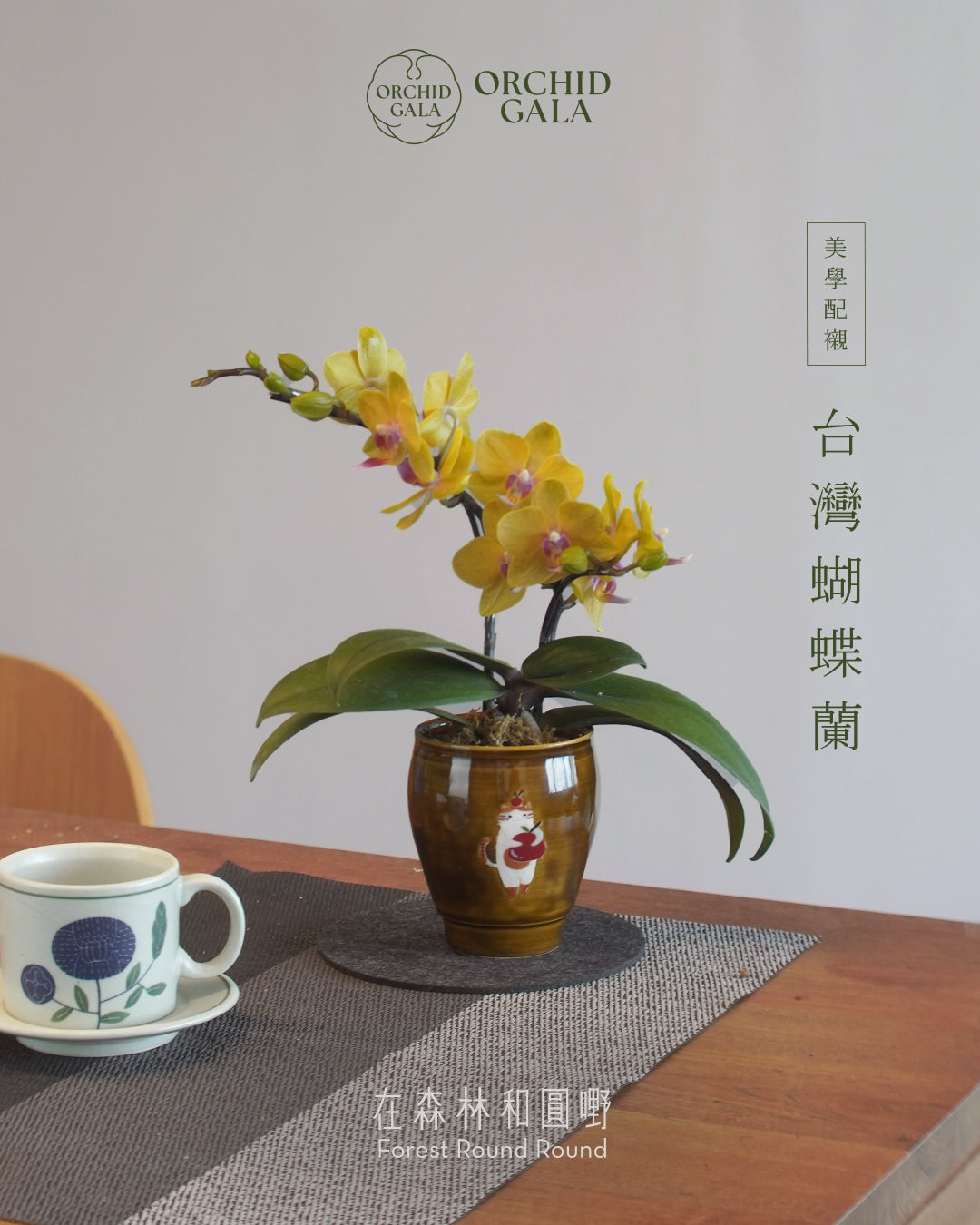 #cny2601  |  台灣蝴蝶蘭 Cup Size - 蘋果貓 與 迷你黃花蝴蝶蘭 x 陶藝家 CUBBIE SO