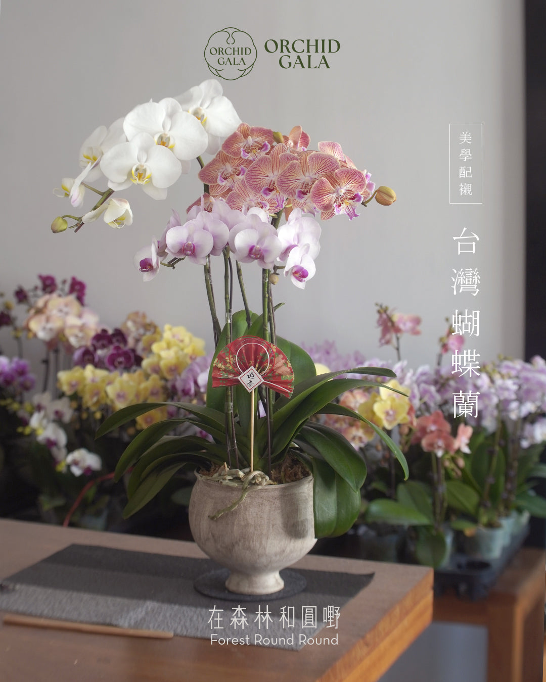 #cny2603  |  台灣 蝴蝶蘭  - Jumbo Bloom 繁花珍寶 拼色蝴蝶蘭 組合