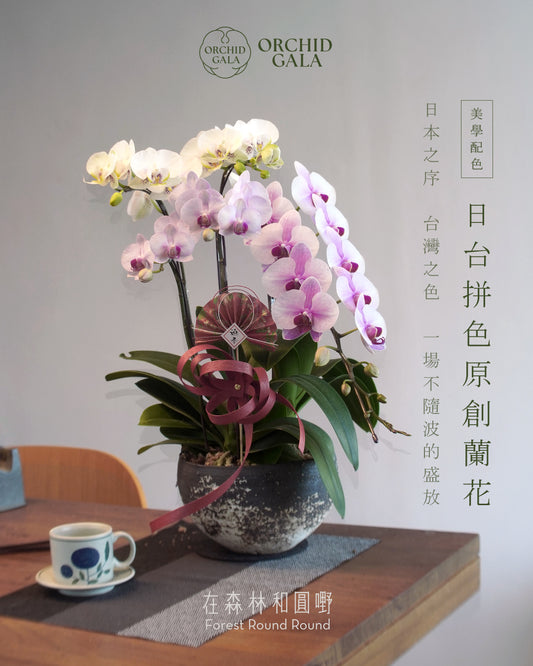 #cny2604  |  台灣 ＋ 日本蝴蝶蘭  - 女圓嘢獨創 拼色蝴蝶蘭 組合