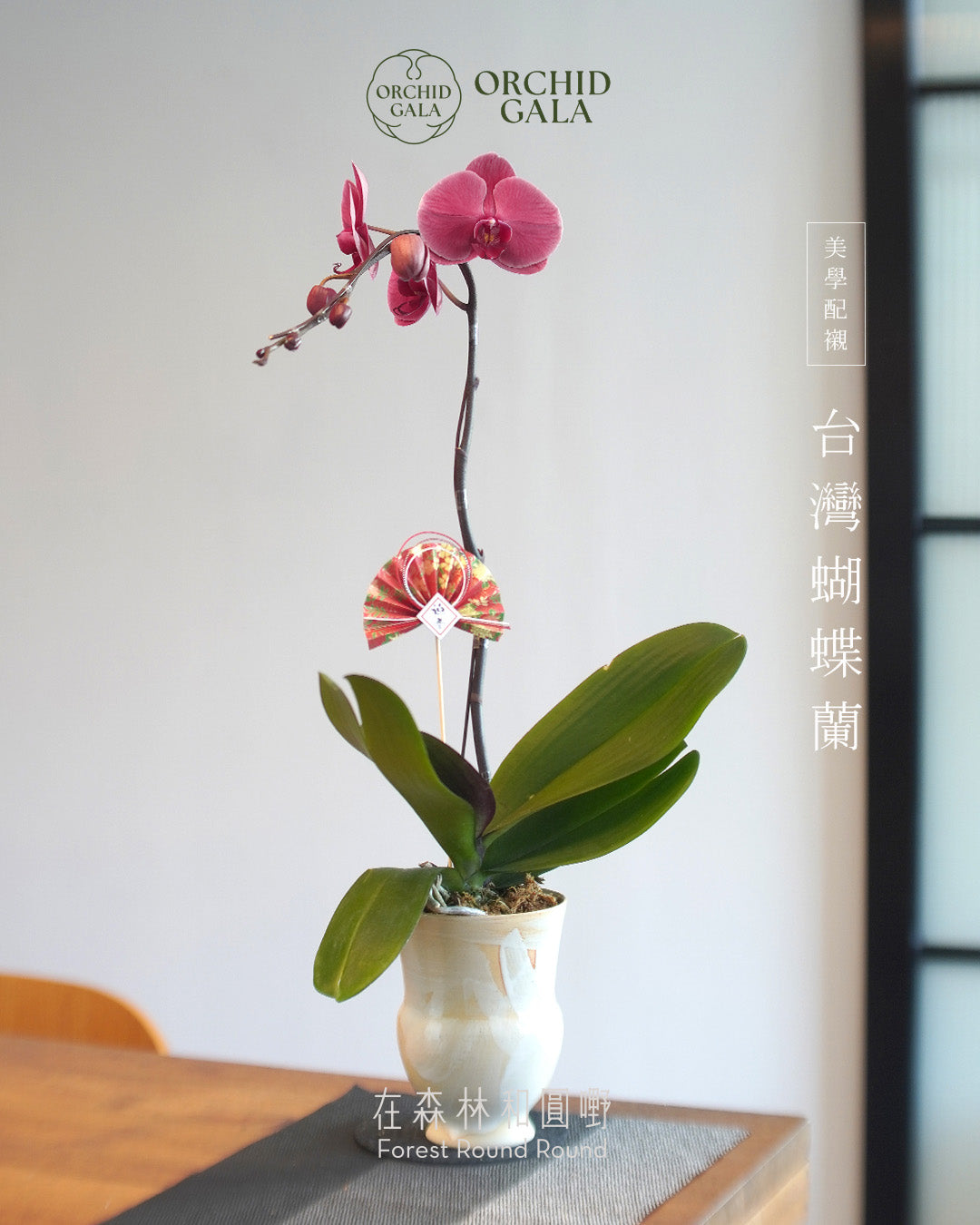 #cny2609  |  台灣蝴蝶蘭  -   圓嘢 Signature Curve  罕有色！ 吞拿魚色 赤身·あかみ  x 陶藝家 IVAN YUNG