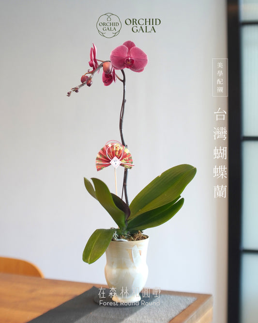 #cny2609  |  台灣蝴蝶蘭  -   圓嘢 Signature Curve  罕有色！ 吞拿魚色 赤身·あかみ  x 陶藝家 IVAN YUNG