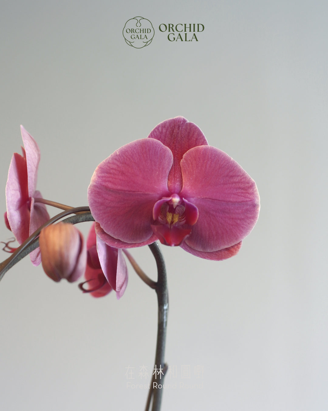 #cny2609  |  台灣蝴蝶蘭  -   圓嘢 Signature Curve  罕有色！ 吞拿魚色 赤身·あかみ  x 陶藝家 IVAN YUNG