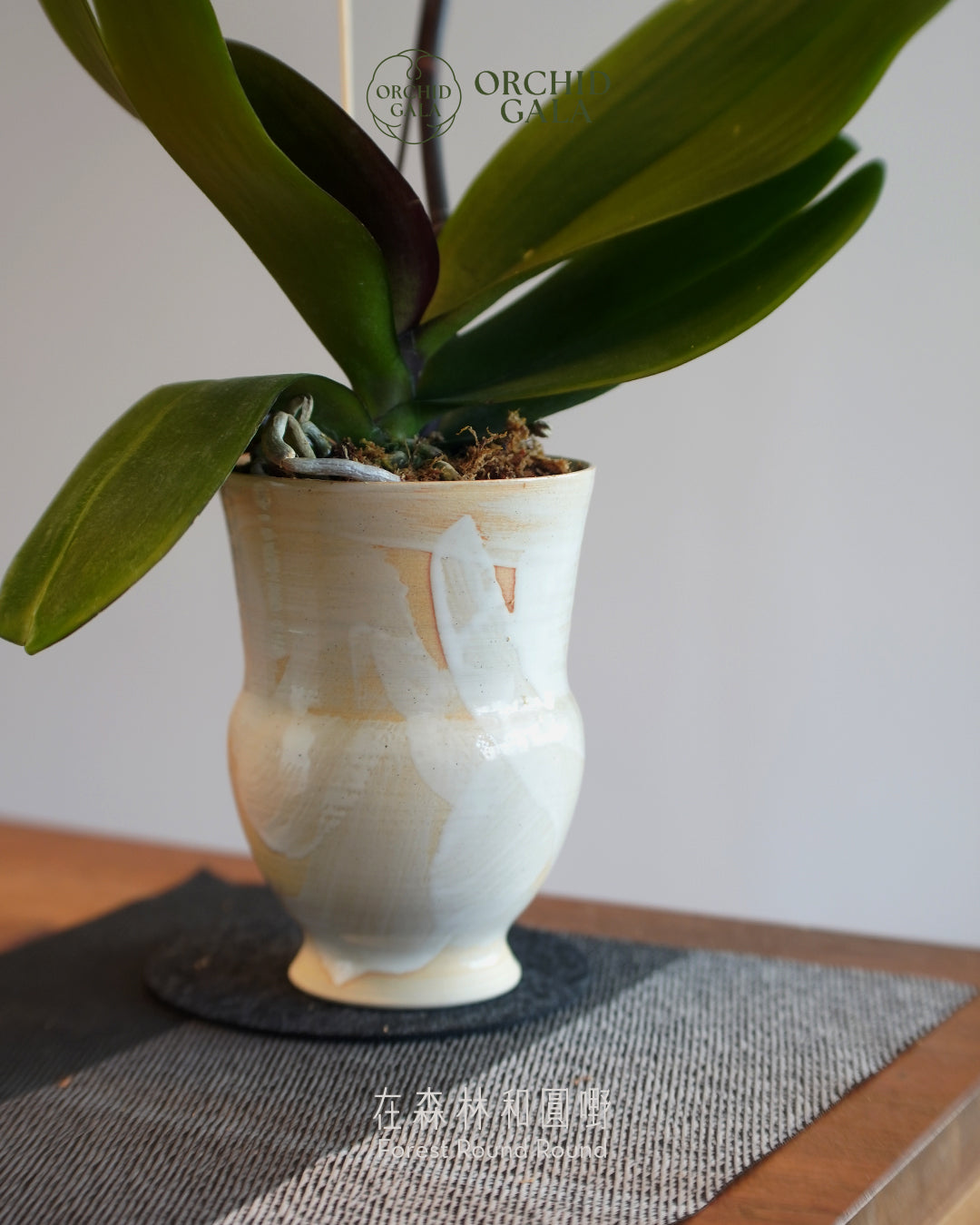 #cny2609  |  台灣蝴蝶蘭  -   圓嘢 Signature Curve  罕有色！ 吞拿魚色 赤身·あかみ  x 陶藝家 IVAN YUNG