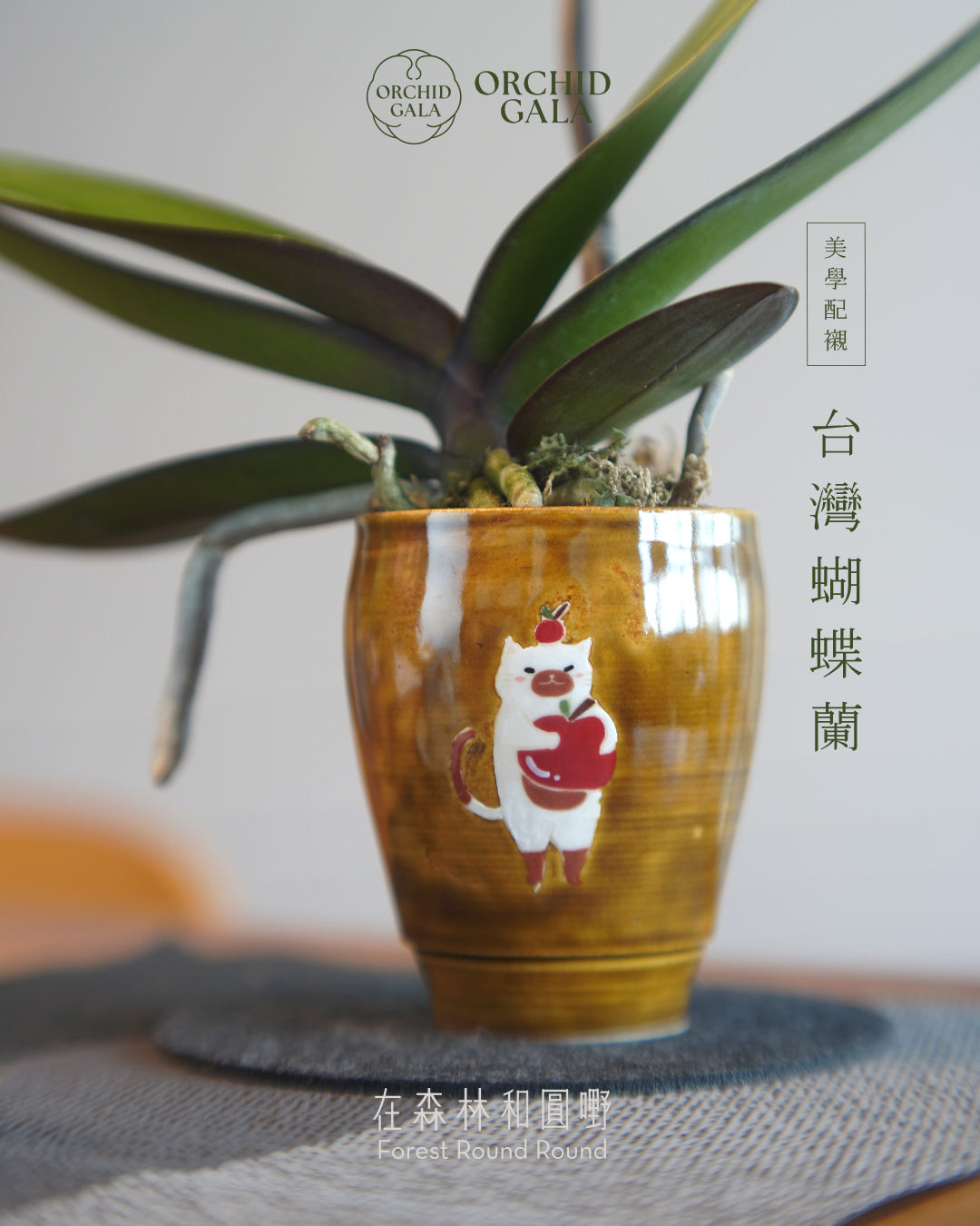 #cny2611 |  台灣蝴蝶蘭  Cup Size- 豬面貓 與 罕有色！ 奶油黃花 蝴蝶蘭 x 陶藝家 CUBBIE SO