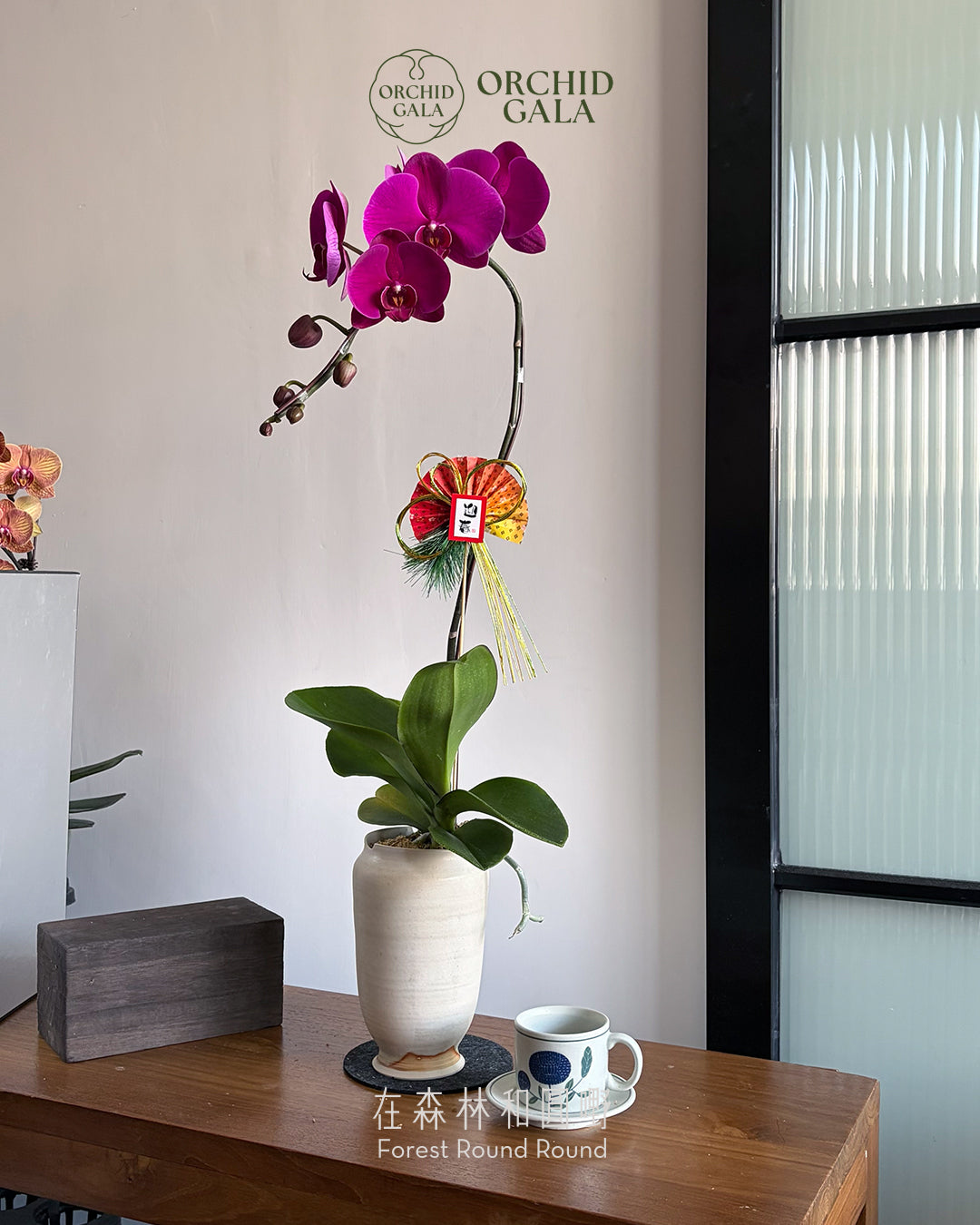 #cny26112 |  台灣蝴蝶蘭 - 圓嘢 Signature Curve  高貴紅 蝴蝶蘭 x 陶藝家 IVAN YUNG 翁振傑